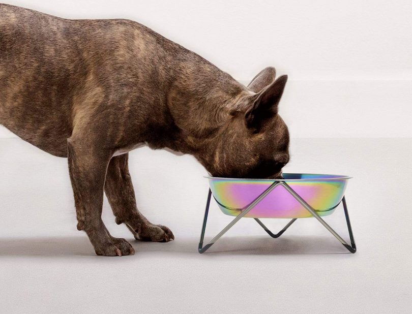 A Bendo design dog bowl with a geometric wire frame base.