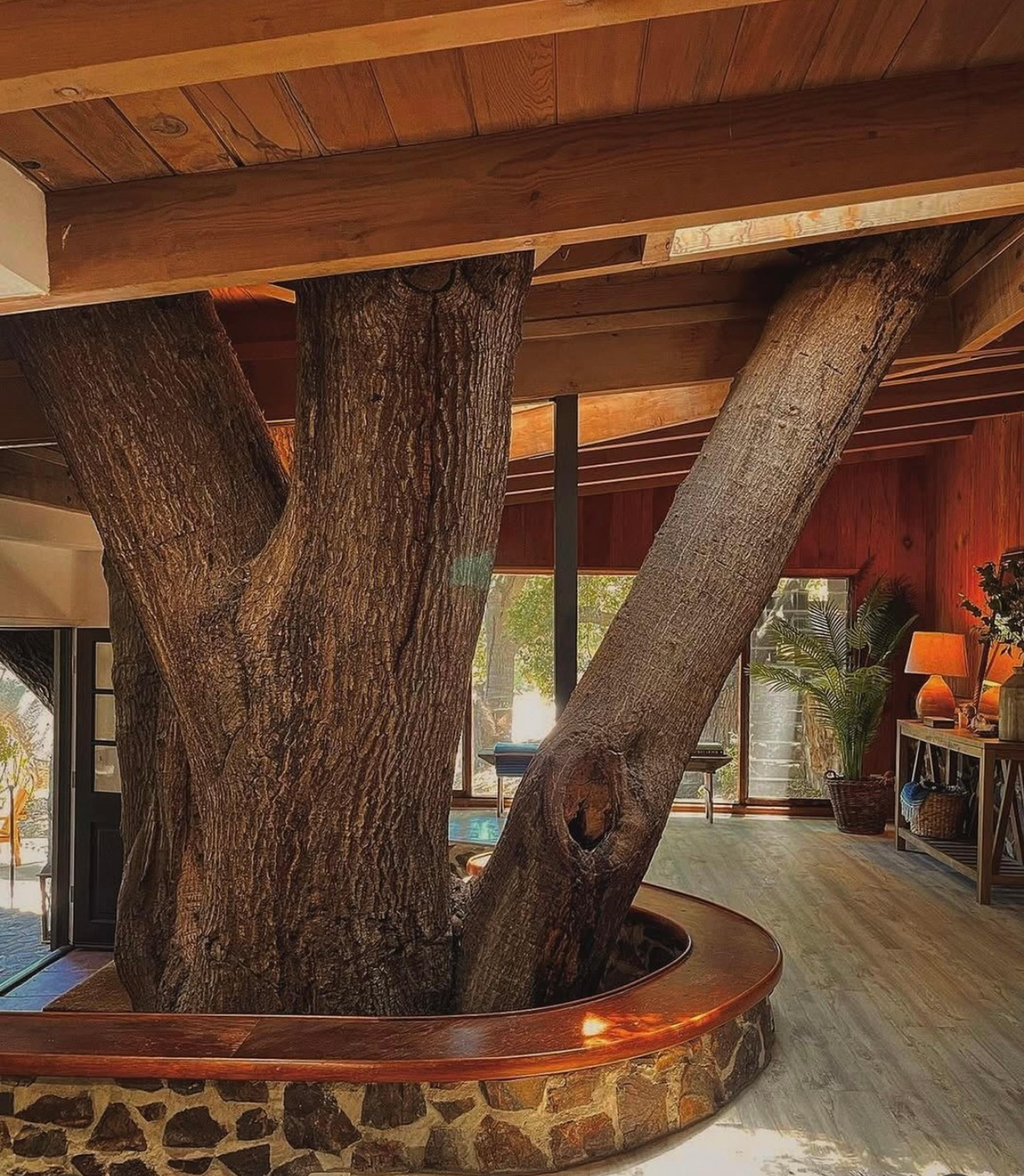 A living room with a real tree growing through the floor, blending nature and luxury interior design.