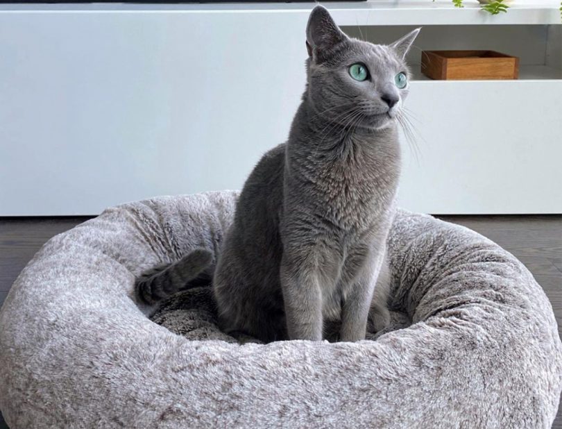 A modern, minimalist grey cat bed with clean lines.