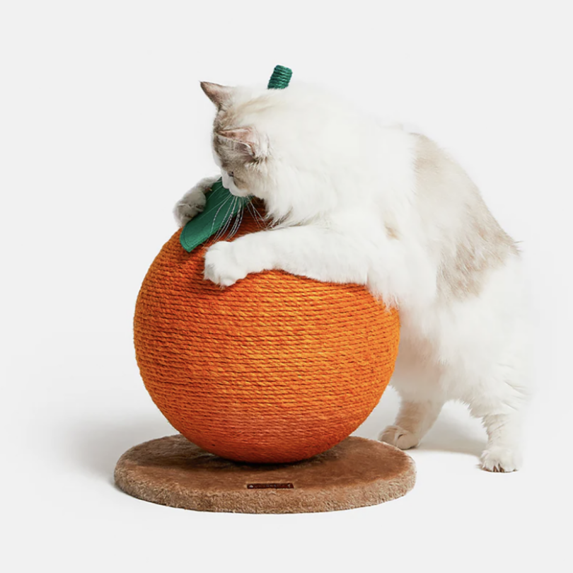A white cat interacts with a large scratching ball designed to look like a giant tangerine.