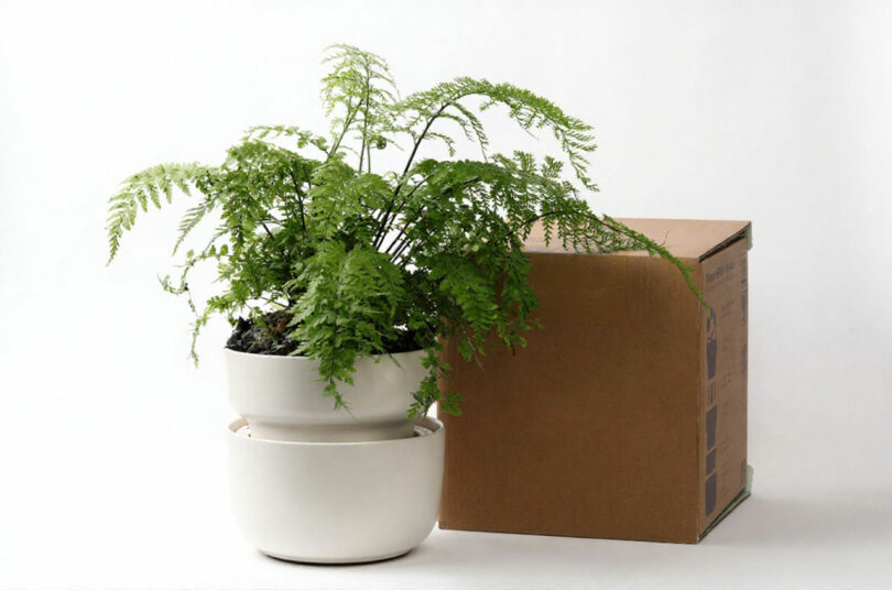 A lush green fern growing in a white Tendril planter on a clean white background.