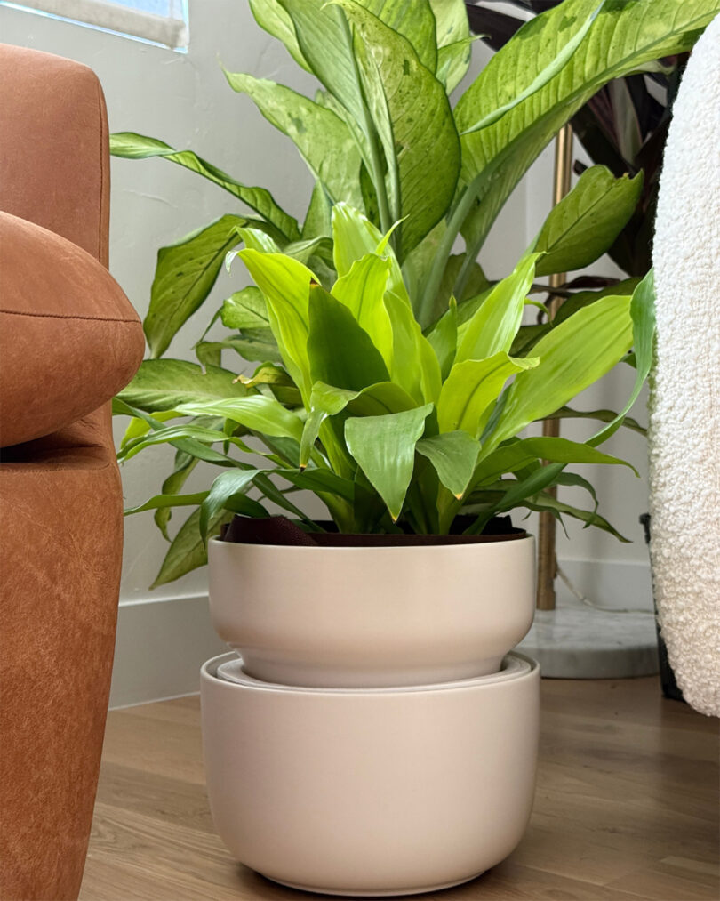 A lush green houseplant in a white planter styled next to a modern sofa and chair.