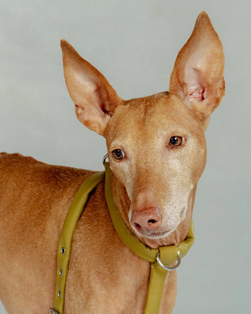 A brown dog wearing a vibrant chartreuse leather harness looking toward the camera.