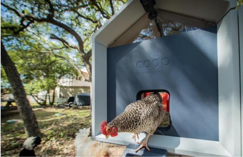 A chicken walking through the open red automatic front door of the smart coop.