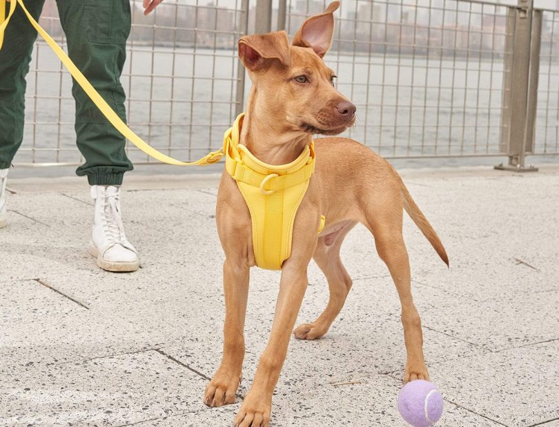 A stylish Wild One brand harness and leash set in a vibrant color.