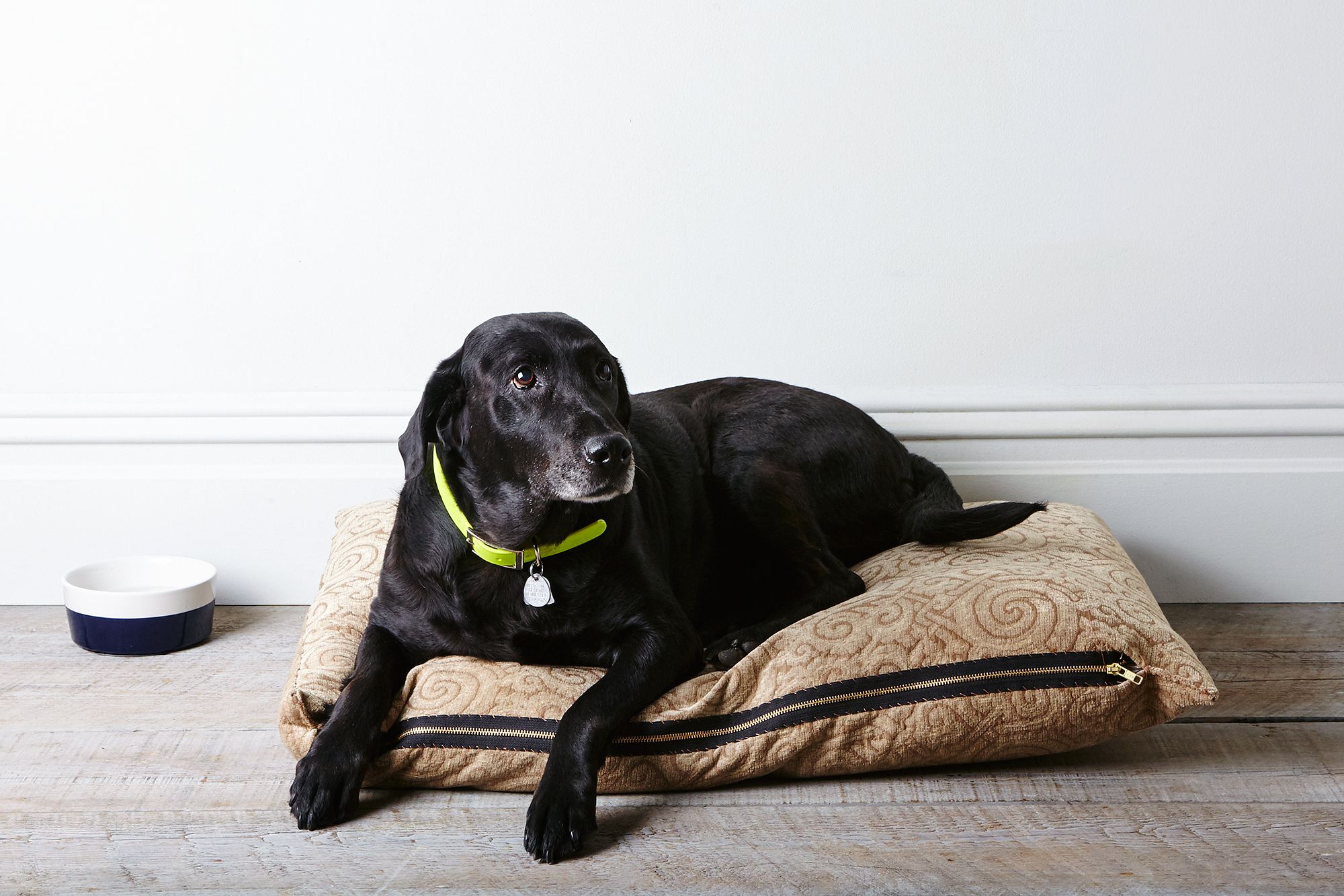 Graphic with the title 'How to Eliminate Pet Odors in Your Home' over a clean living space.