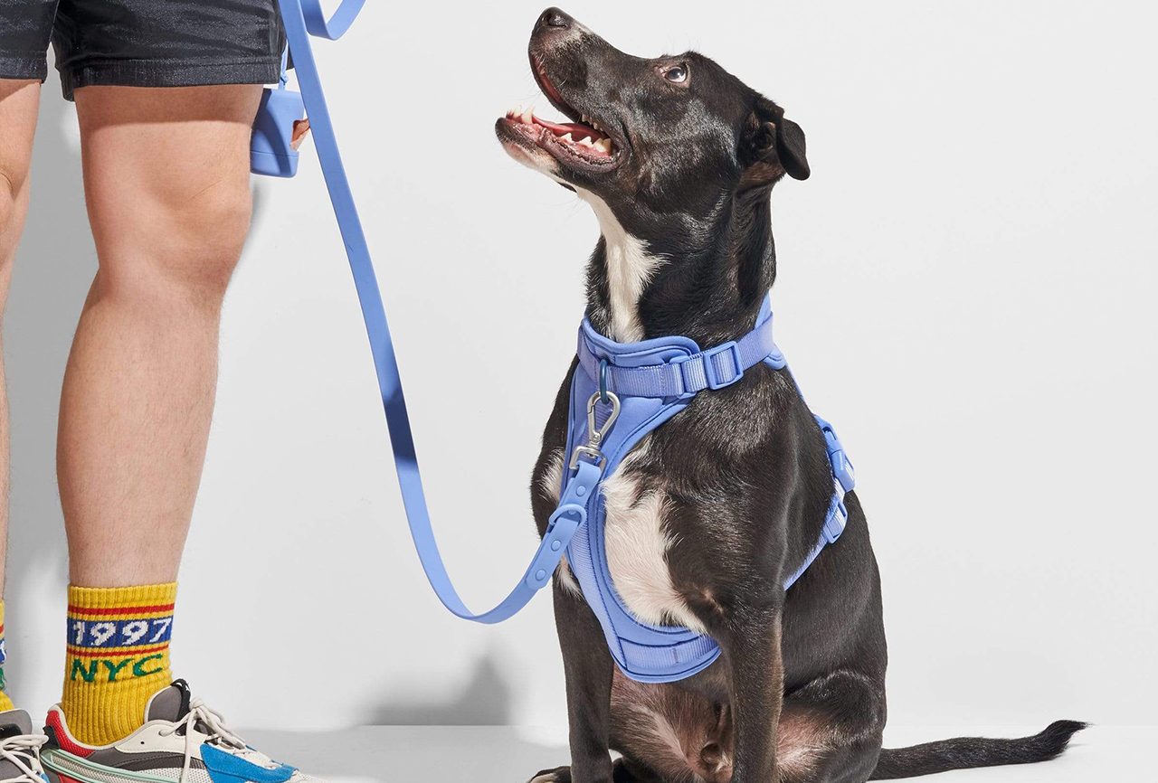 Text graphic stating 'Here’s How We’re Celebrating Our Animals on National Pet Day'.