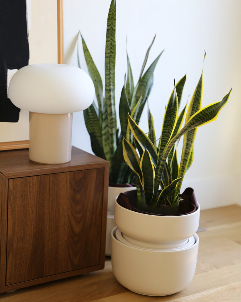 Minimalist home office corner with two snake plants in white pots on a light wood floor.