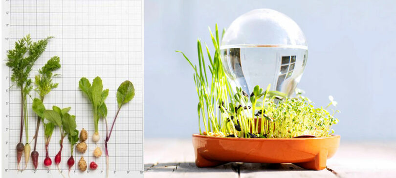 Plants growing under a large glass orb next to botanical diagrams.