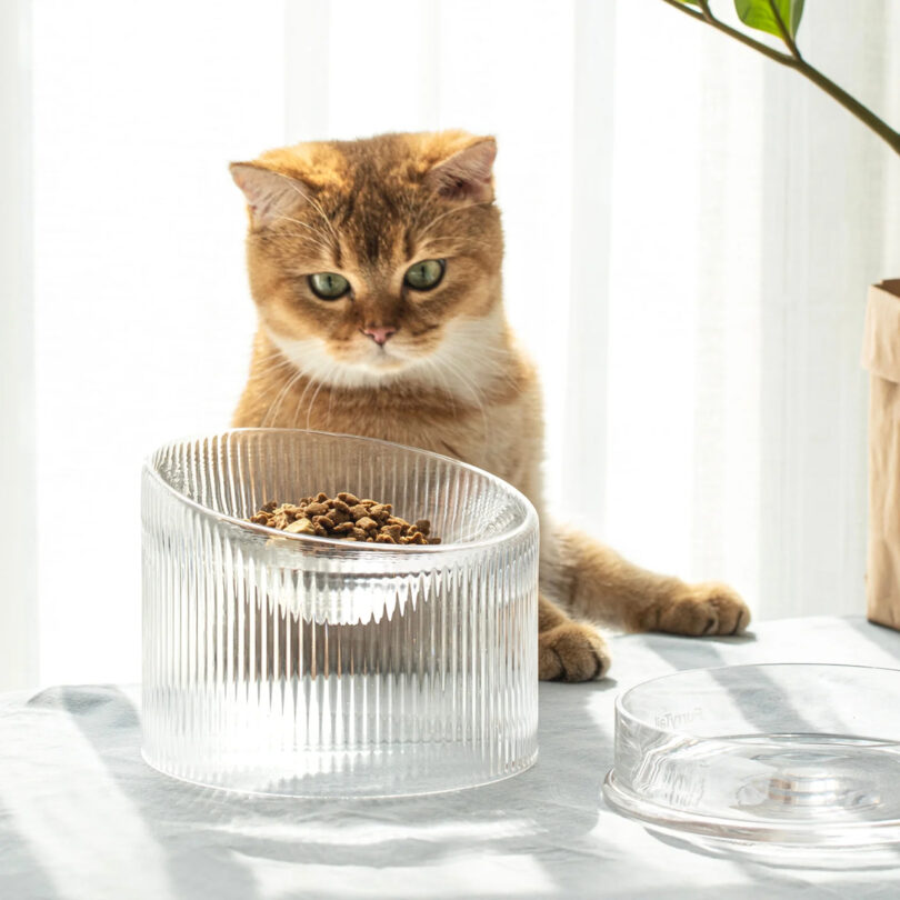 An orange and white cat sits behind a transparent elevated glass food bowl.