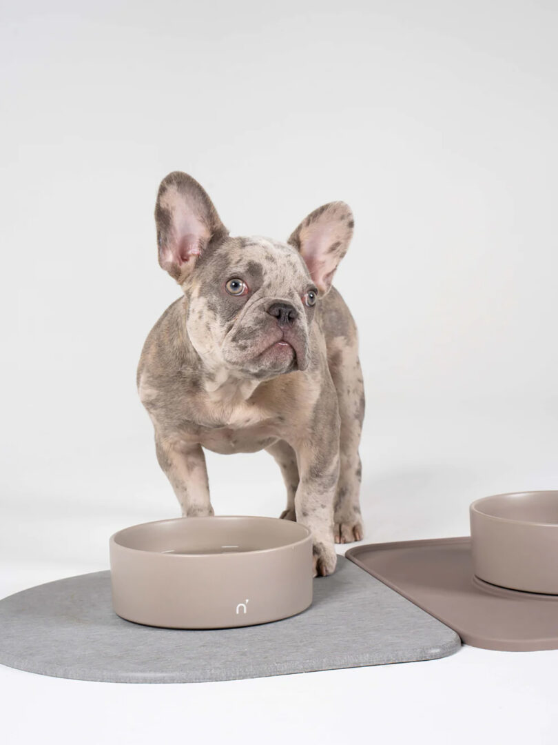 A French Bulldog stands near a set of muted grey and white ceramic bowls placed on a matching silicone mat.