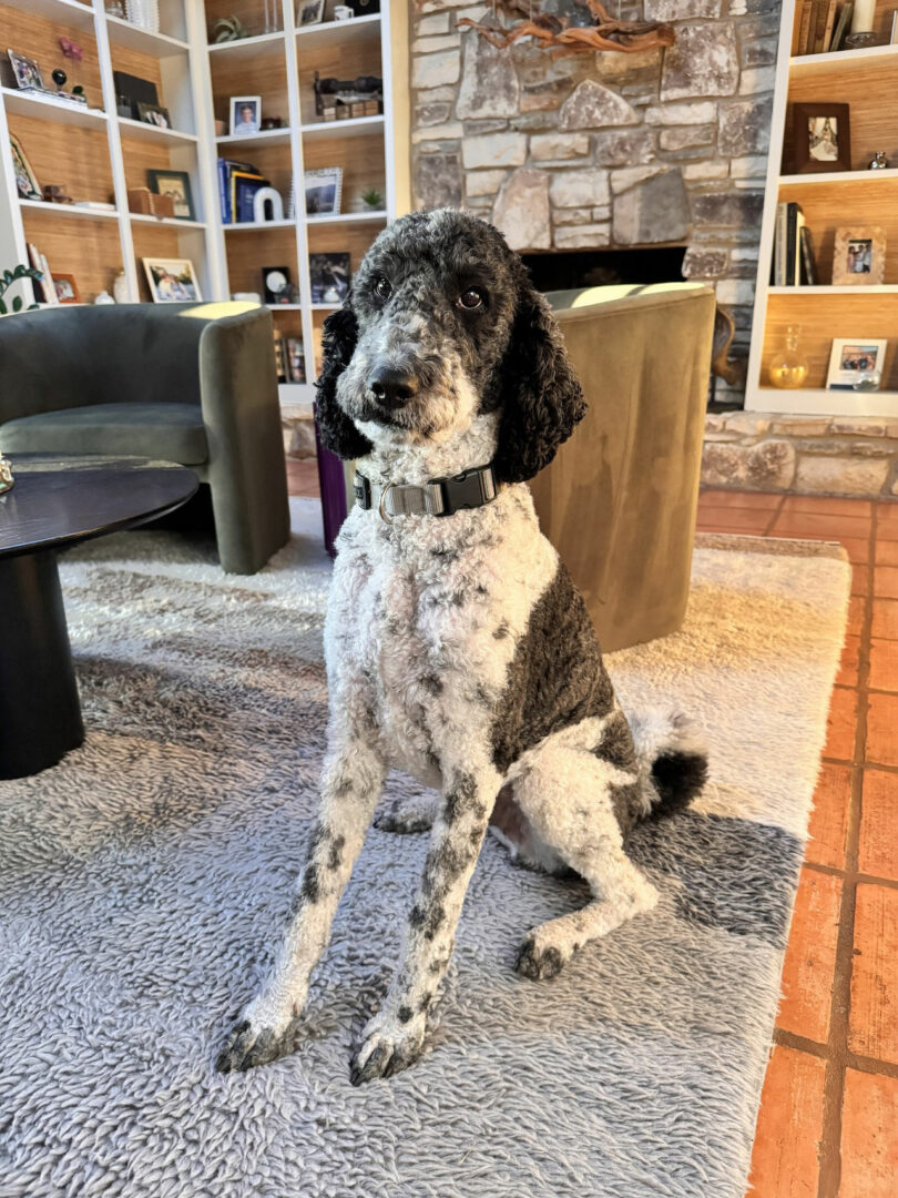 A black-and-white poodle sitting on a textured rug in a cozy mid-century modern living room with a stone fireplace.